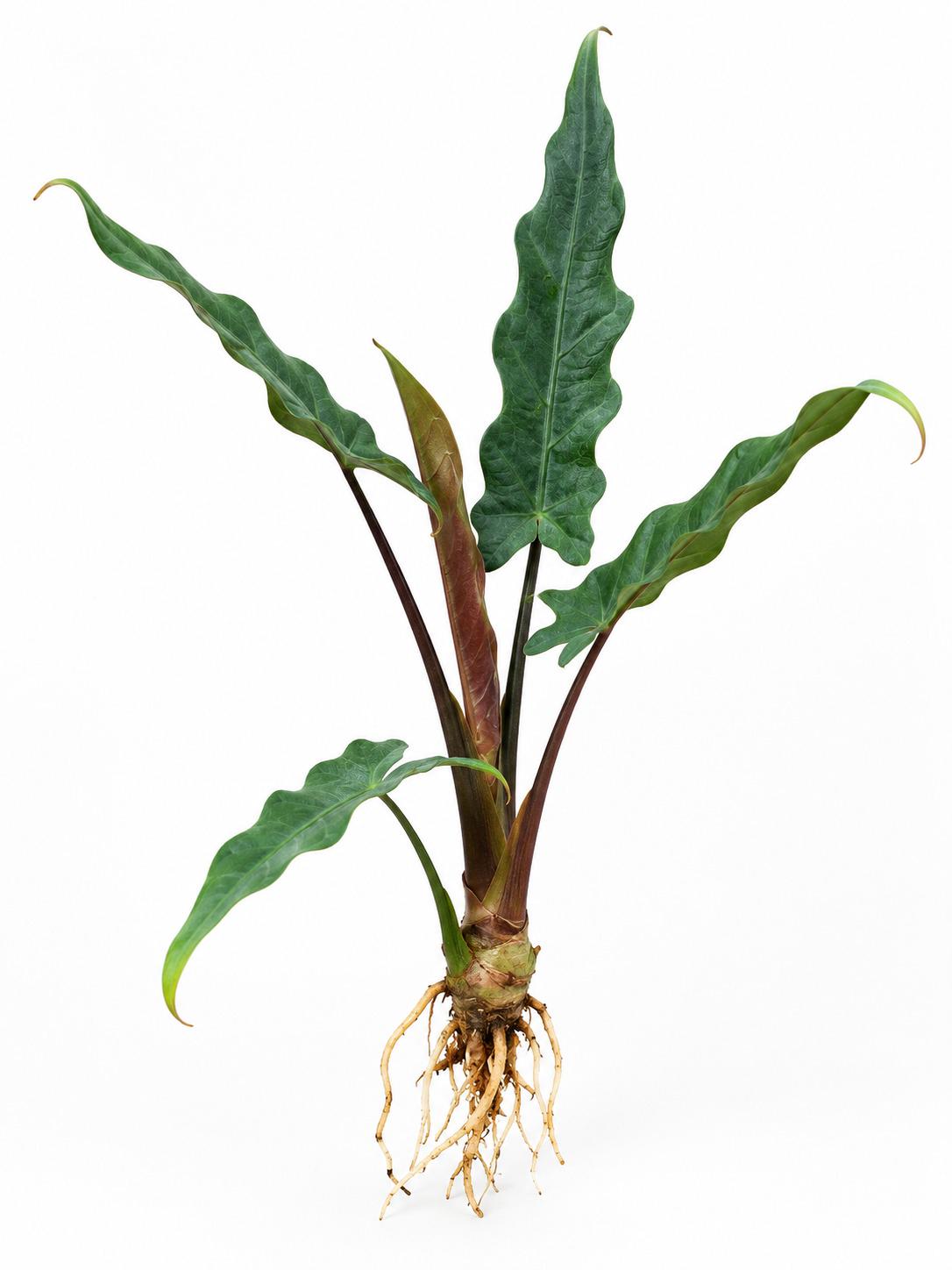 Alocasia Lauterbachiana Corm – photo 2
