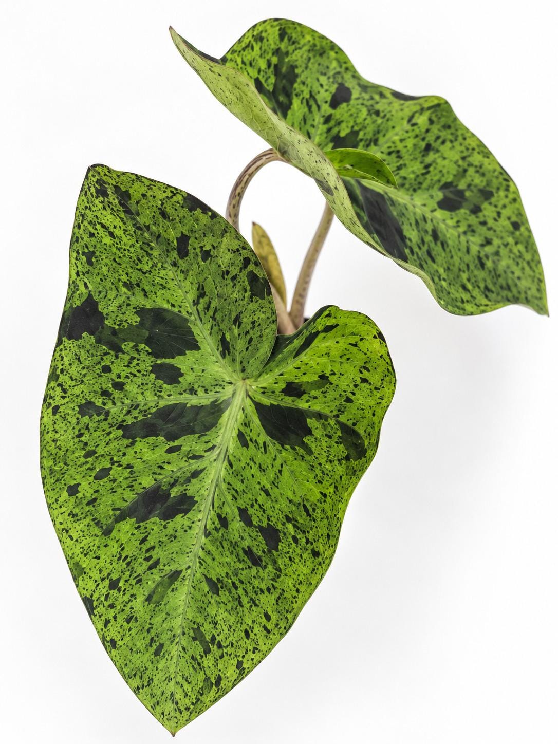 Colocasia Esculenta Mojito bulb photo 2