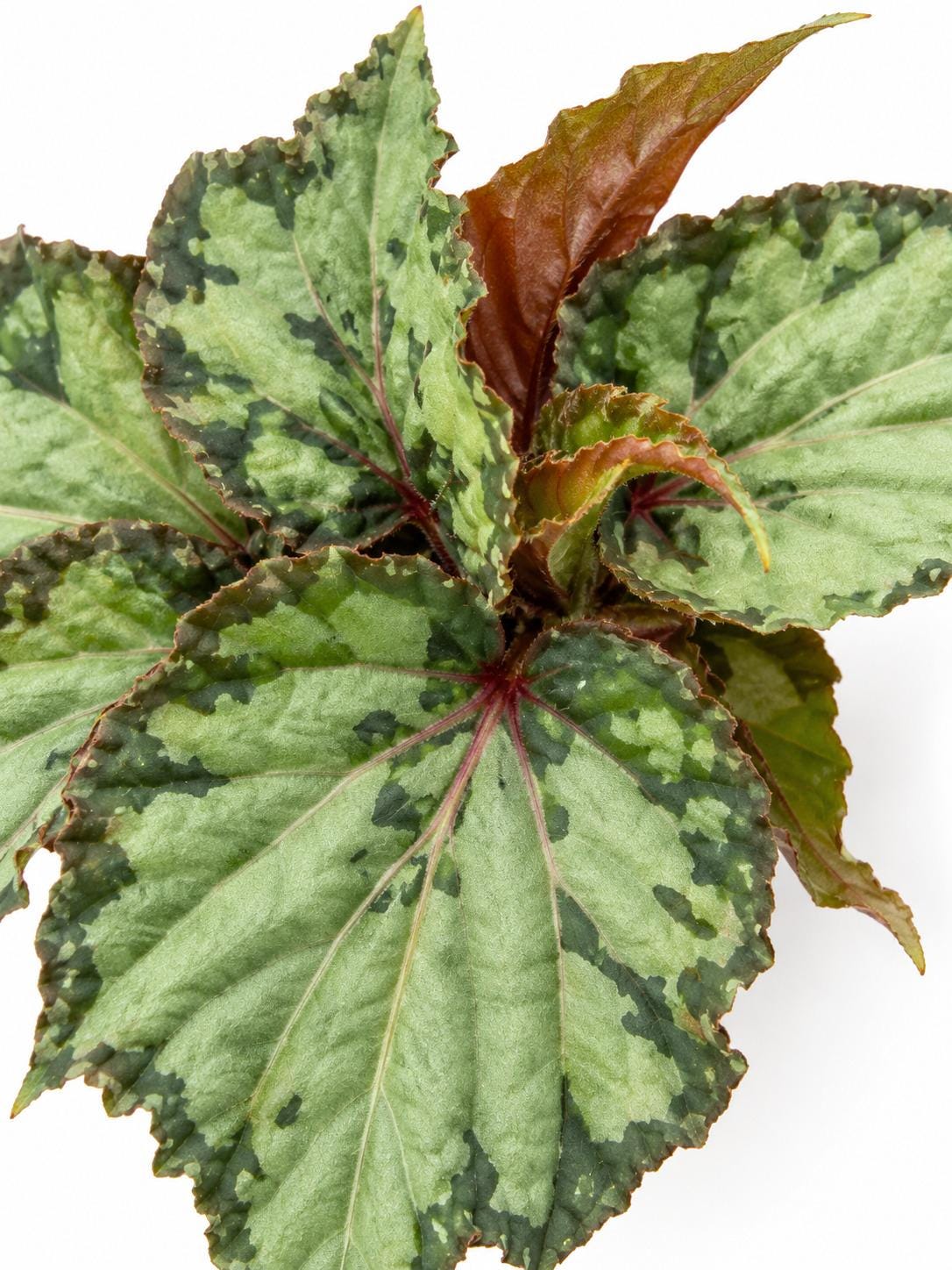 Begonia Lucifer plant photo 2