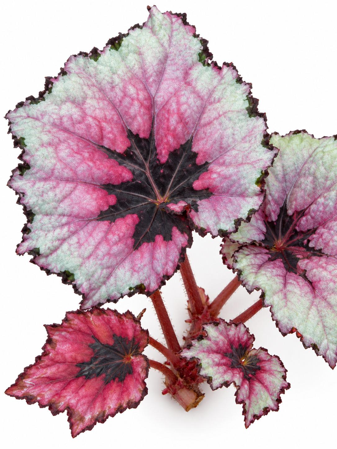 Begonia Rex Kotobuki plant photo 2