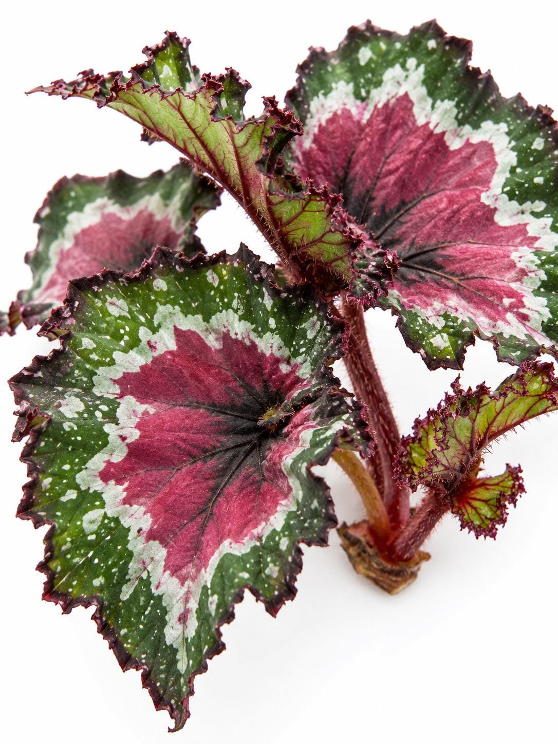 Begonia Macarena plant photo 2