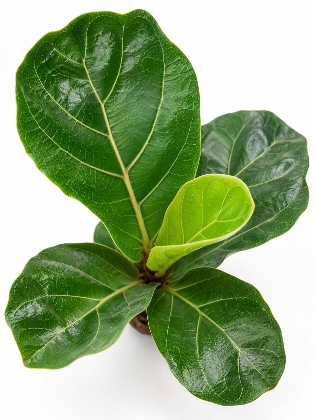 Ficus Lyrata Little Sunshine cutting photo 2