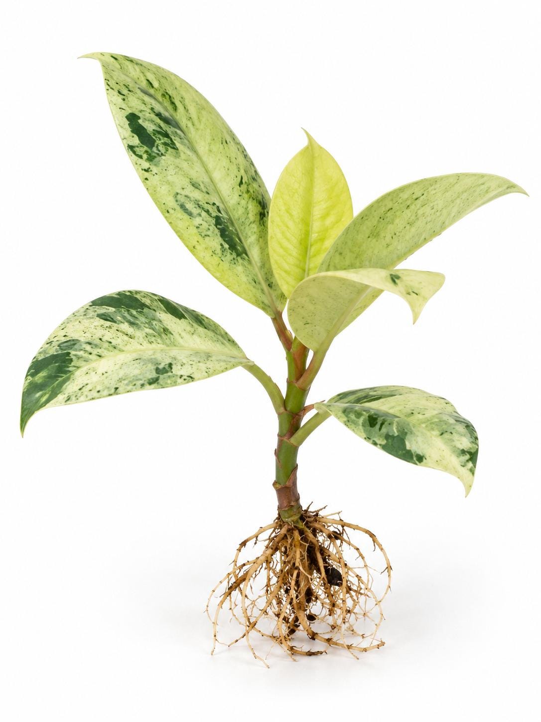 Ficus Elastica Shivereana cutting