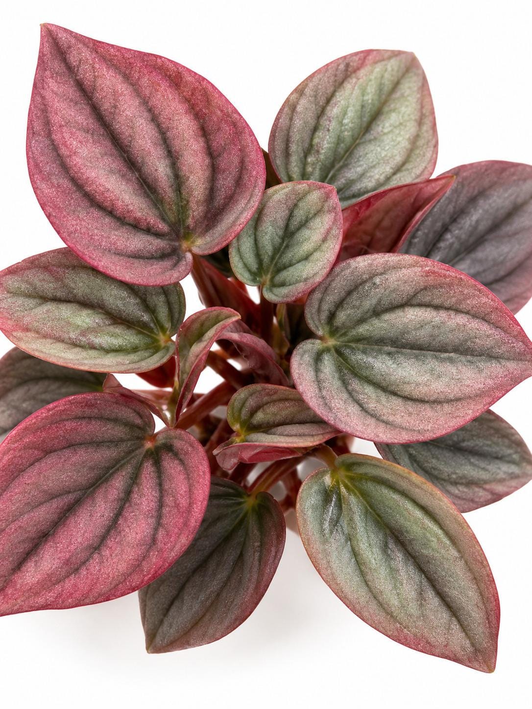 Peperomia Caperata Cayenne cutting photo 2