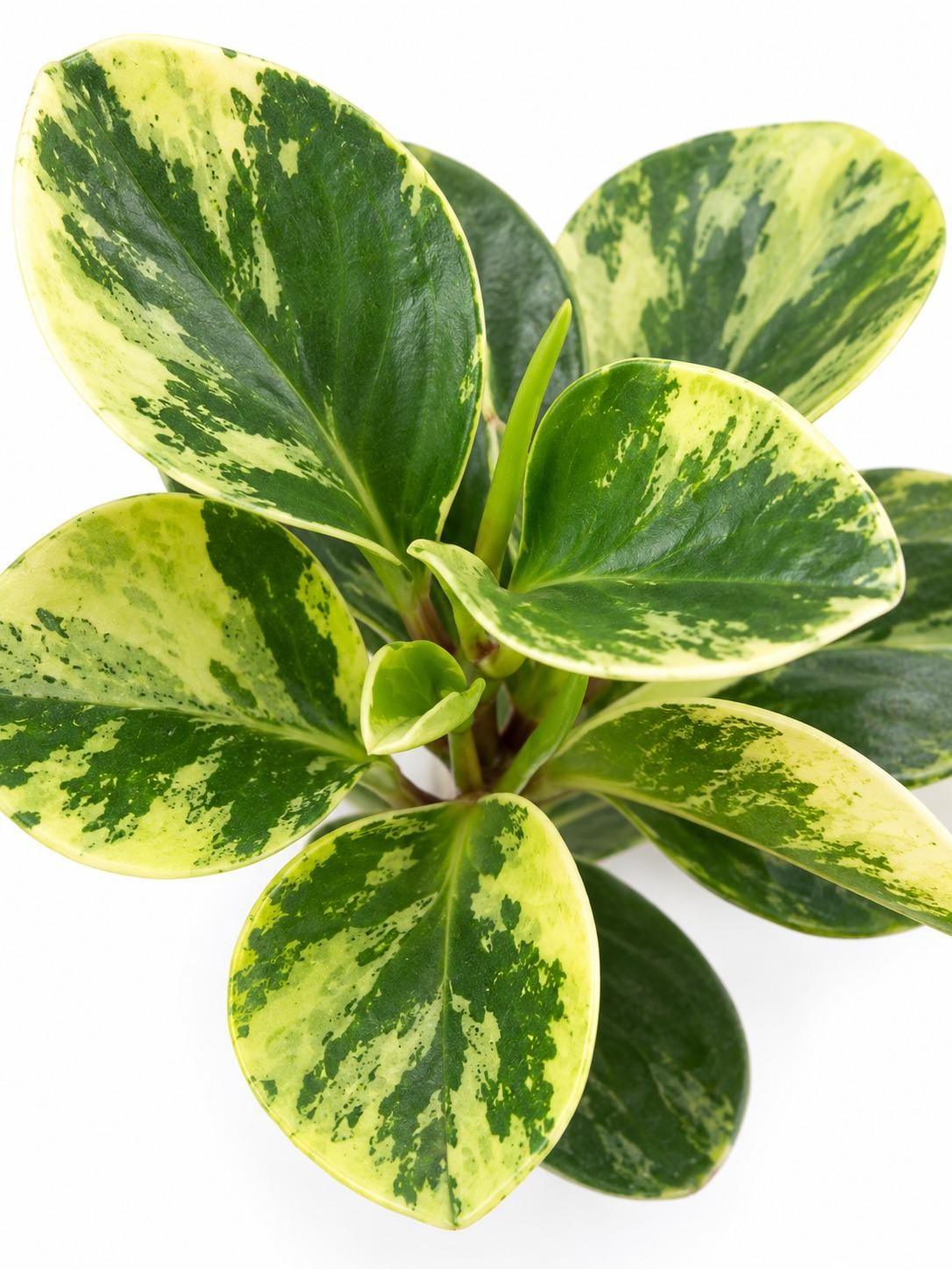 Peperomia Obtusifolia Marble cutting photo 2