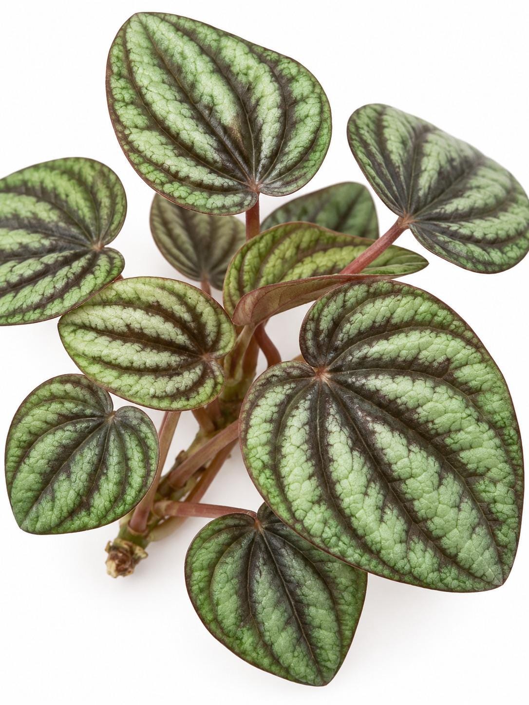 Peperomia Albovittata Piccolo Banda cutting photo 2