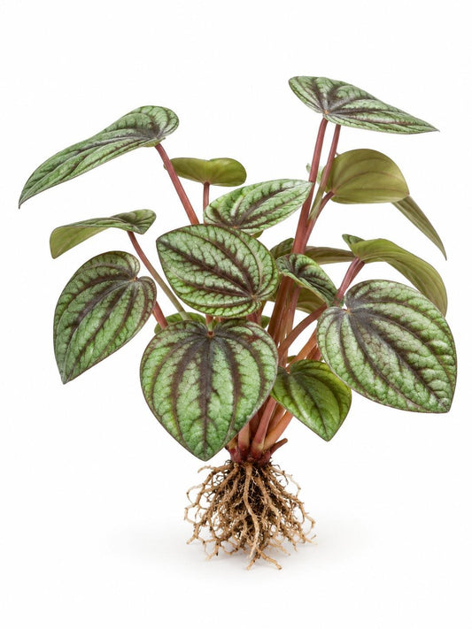 Peperomia Albovittata Piccolo Banda cutting