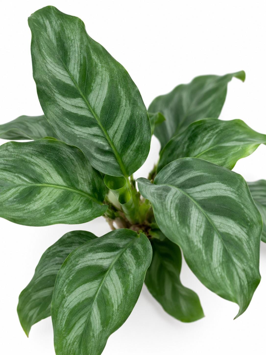 Calathea Bella Carlina plant photo 2