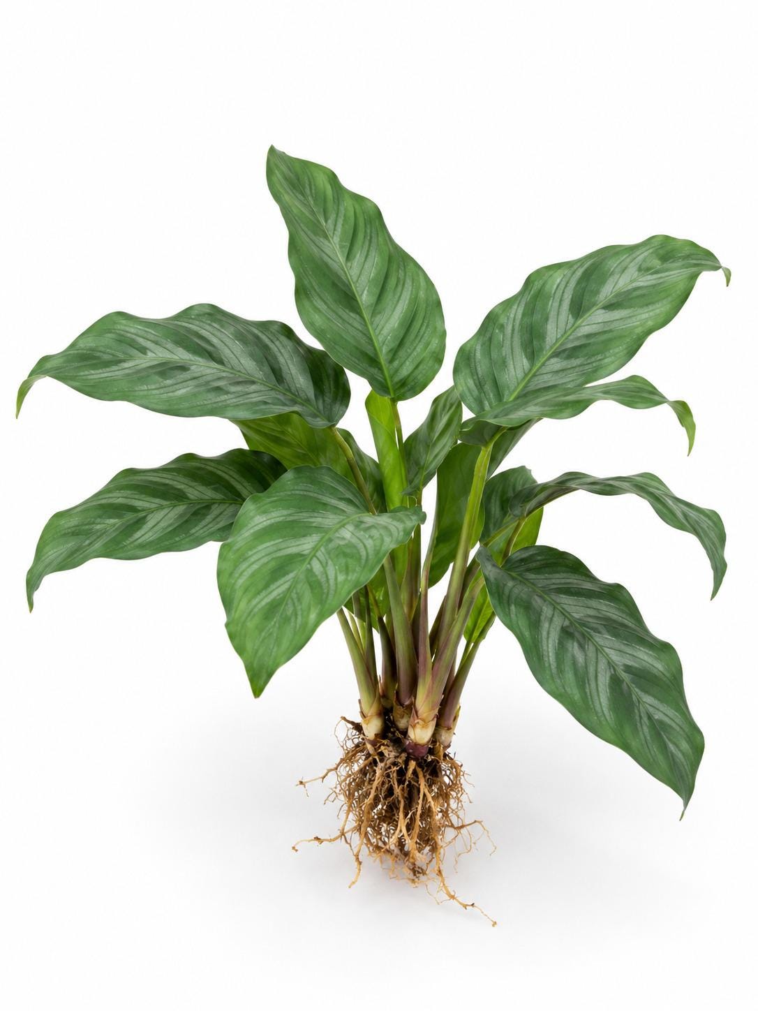 Calathea Bella Carlina plant