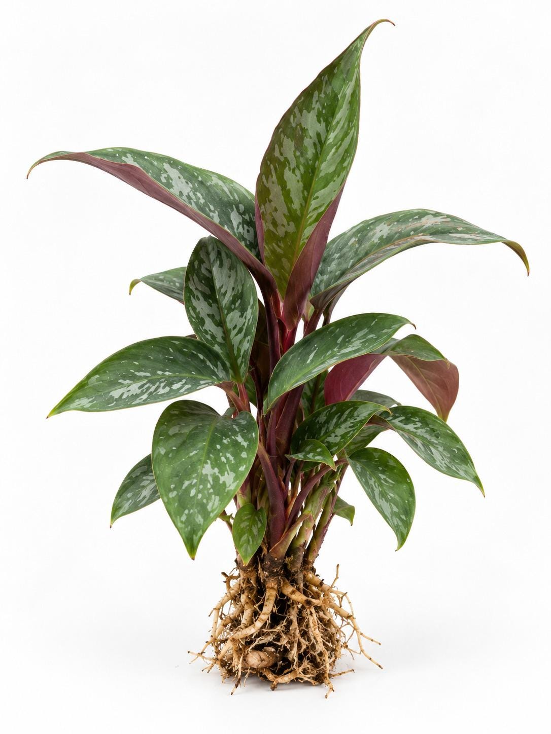 Apoballis Acuminatissima Lavallaei plant