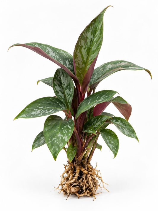 Apoballis Acuminatissima Lavallaei plant