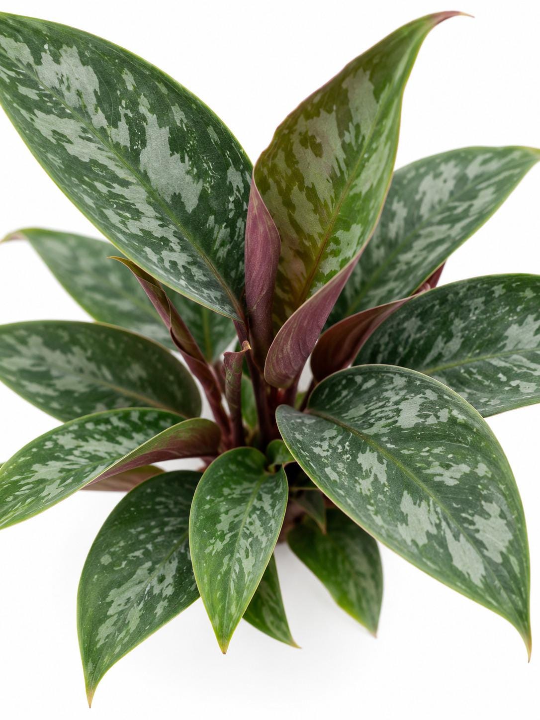 Apoballis Acuminatissima Lavallaei plant photo 2
