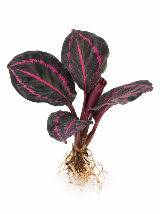 Calathea Roseopicta Dottie plant