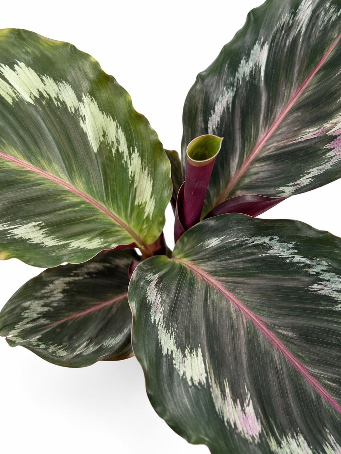 Calathea Roseopicta Northern Lights plant photo 2