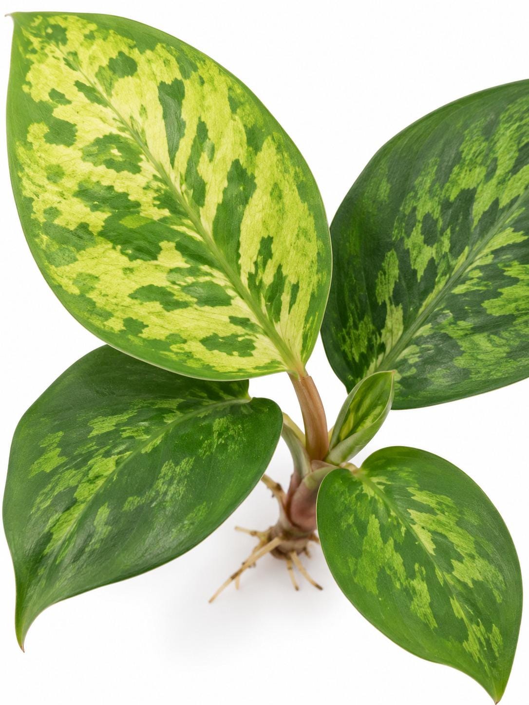 Homalomena Wallisii Camouflage plant photo 2