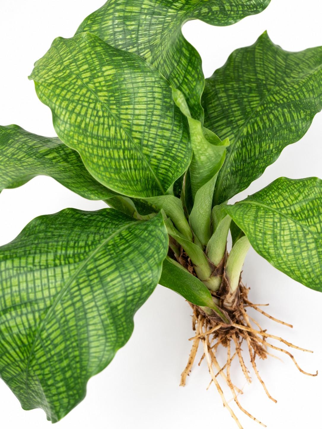 Calathea Musaica plant photo 2