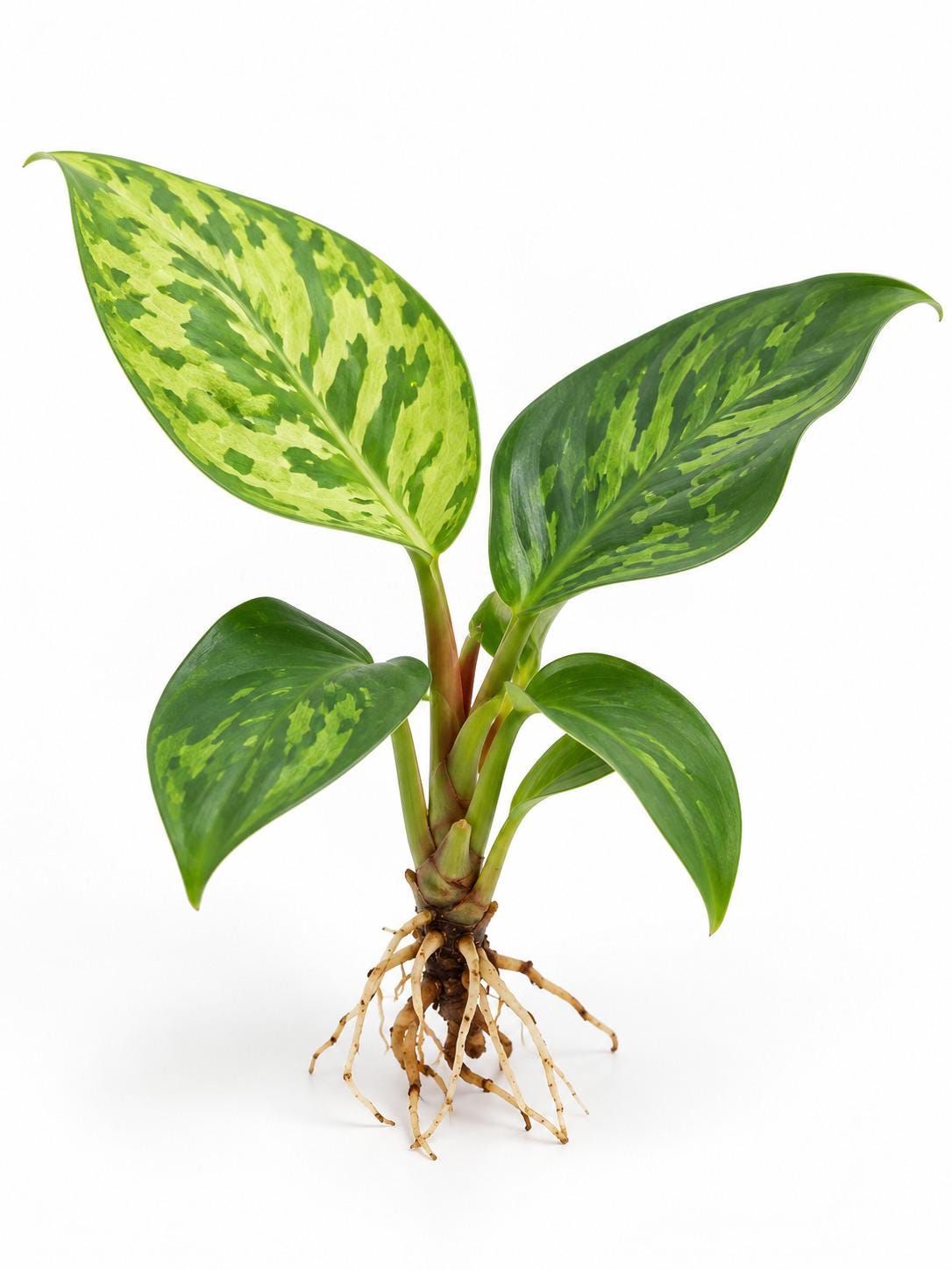 Homalomena Wallisii Camouflage plant