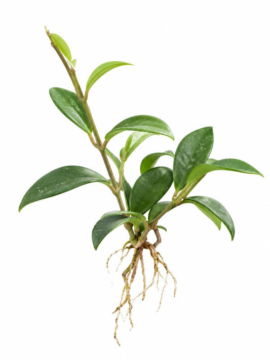Hoya Zambales cutting