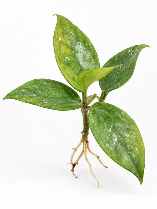Hoya Huynh Thi Phe cutting