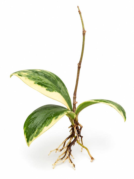 Hoya Verticilata Albomarginata cutting