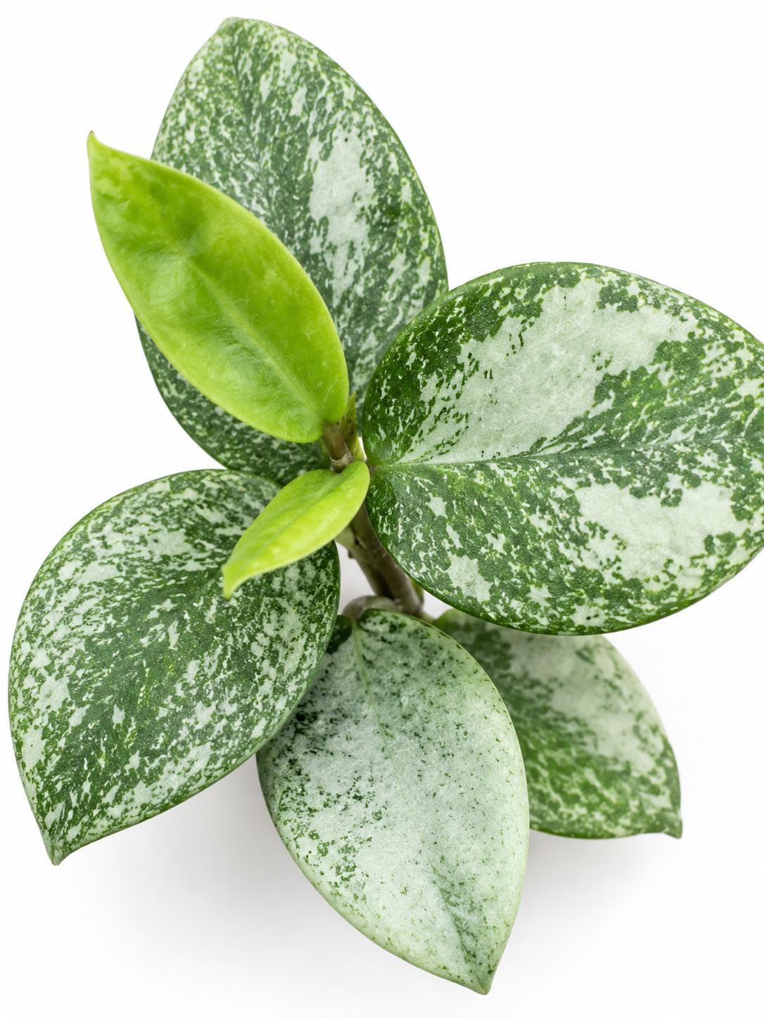 Hoya Carnosa Nova Ghost cutting photo 2