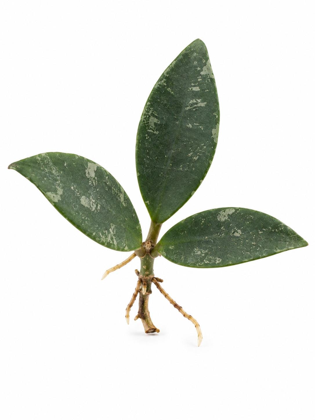 Hoya Phuwuaensis cutting