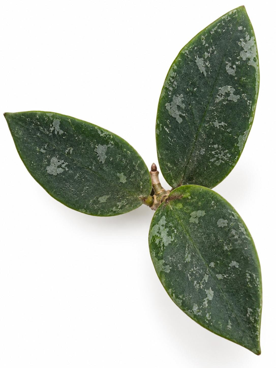 Hoya Phuwuaensis cutting photo 2