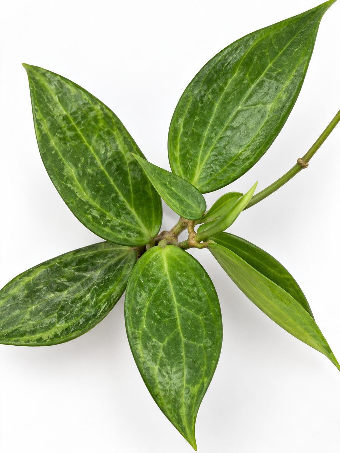 Hoya Latifolia Cutting – rare plant for sale
