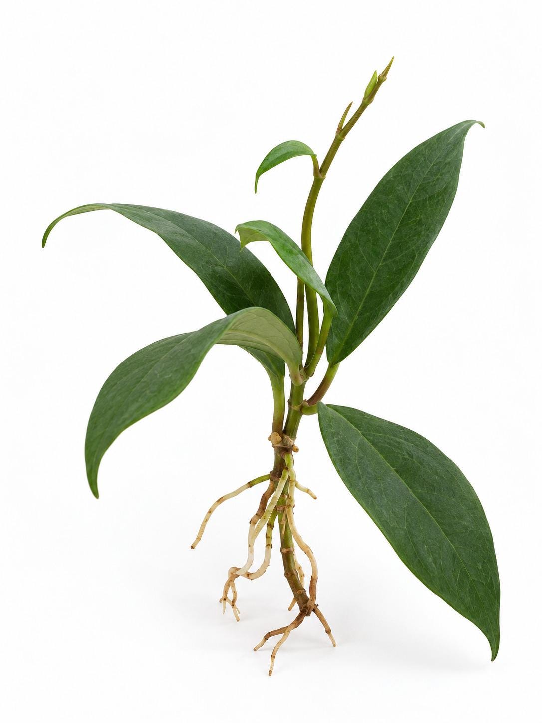 Hoya Wallichii cutting