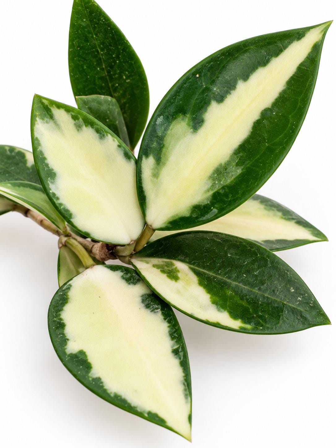 Hoya Verticillata Variegated cutting photo 2