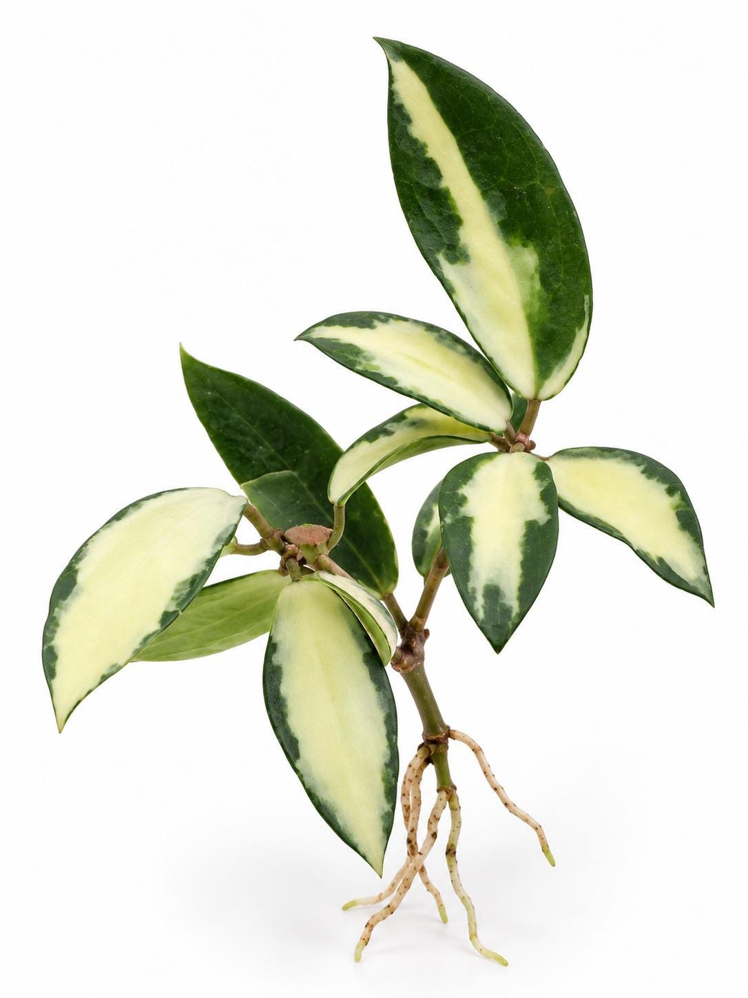 Hoya Verticillata Variegated cutting