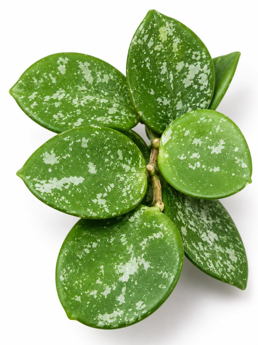 Hoya Mathilde Splash cutting photo 2