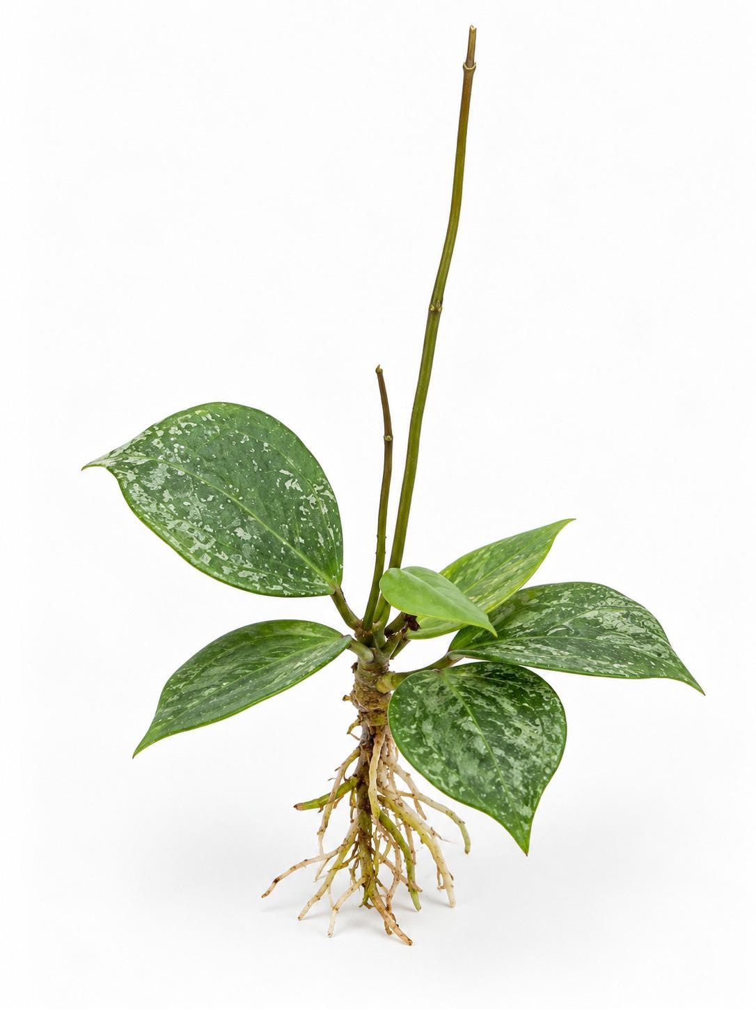 Hoya Parasitica Heart Leaf Cutting – photo 2