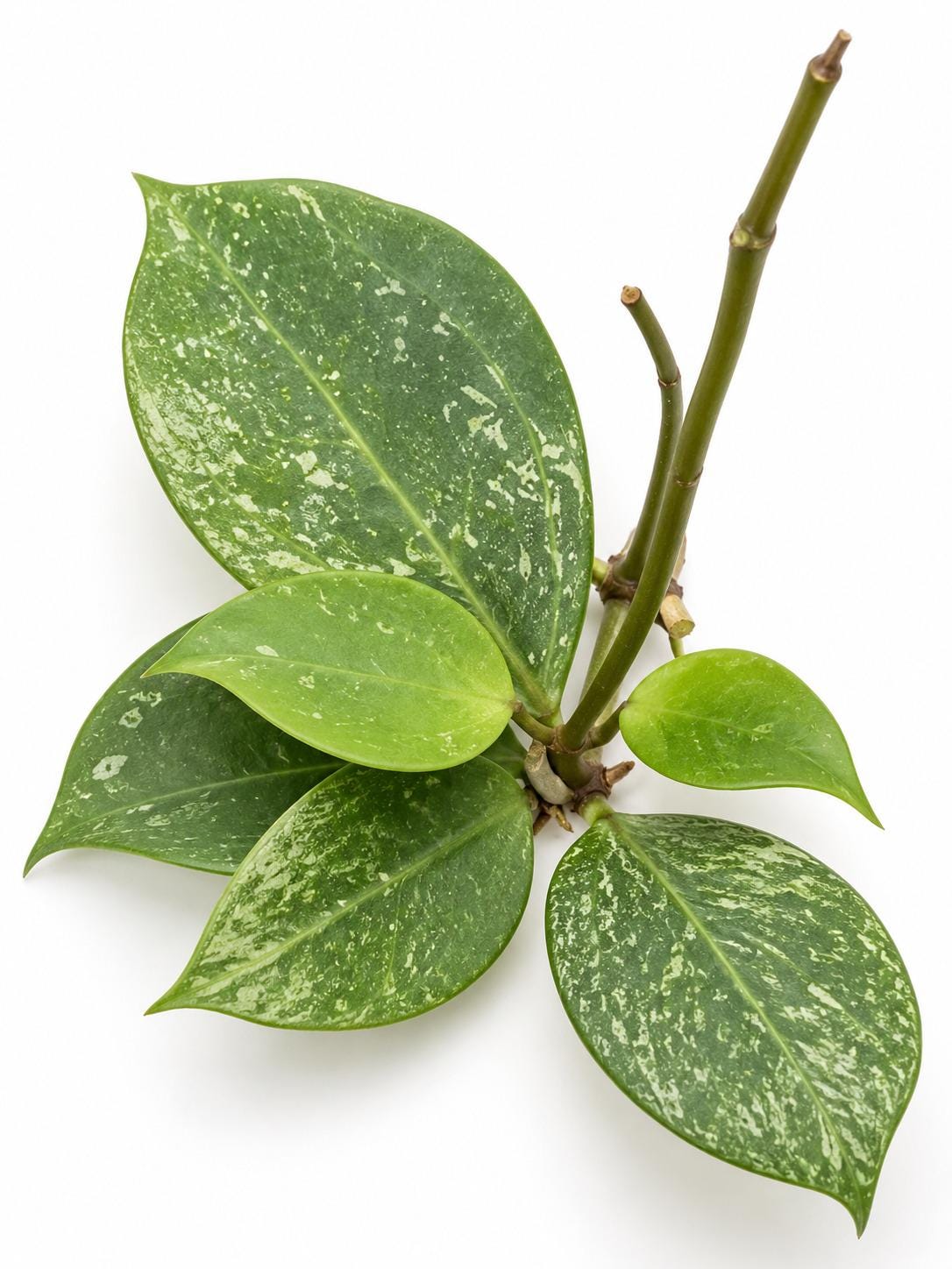 Hoya Parasitica Heart Leaf Cutting – rare plant for sale