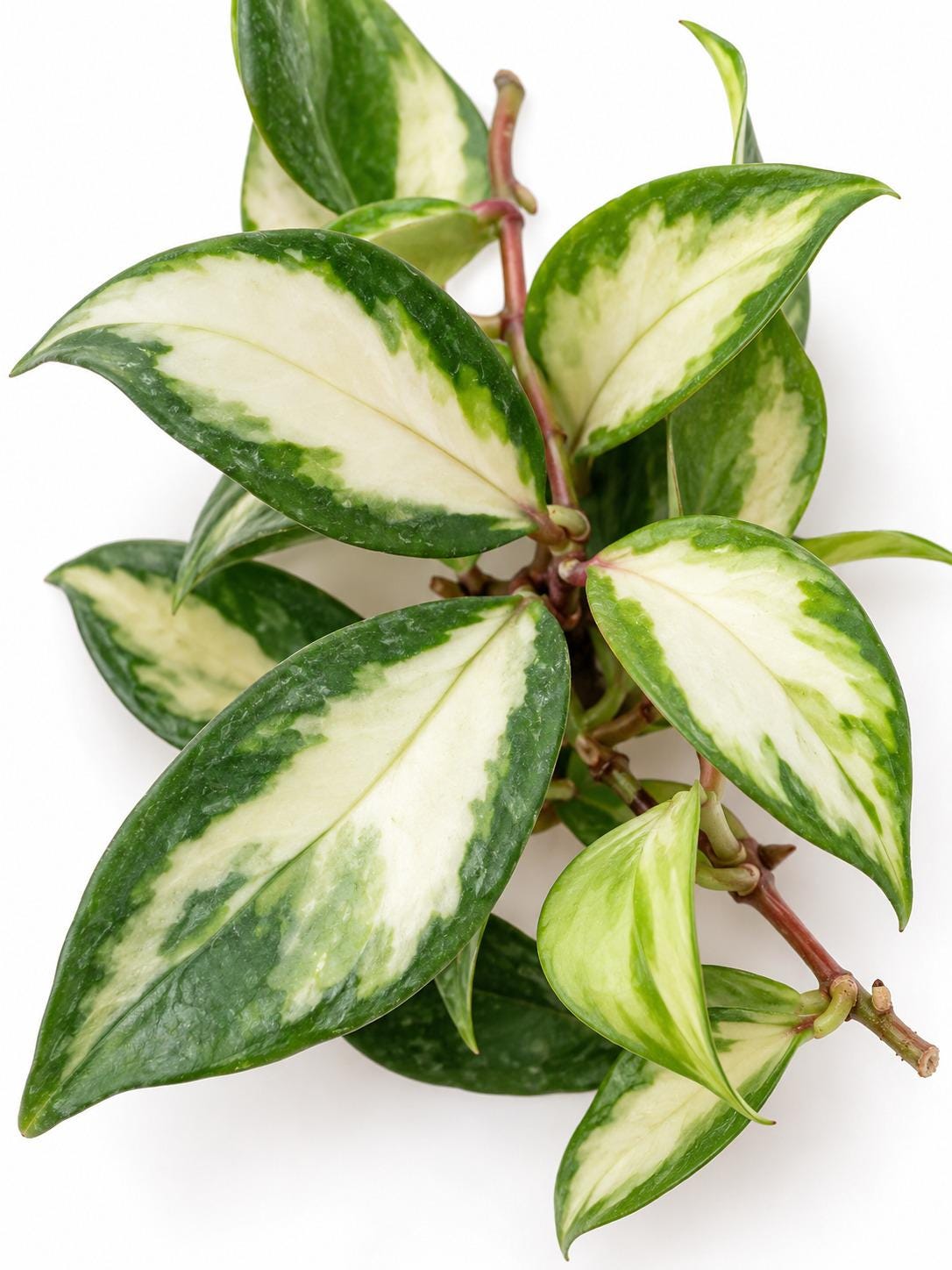Hoya Carnosa Tricolor Krimson Princess cutting photo 2