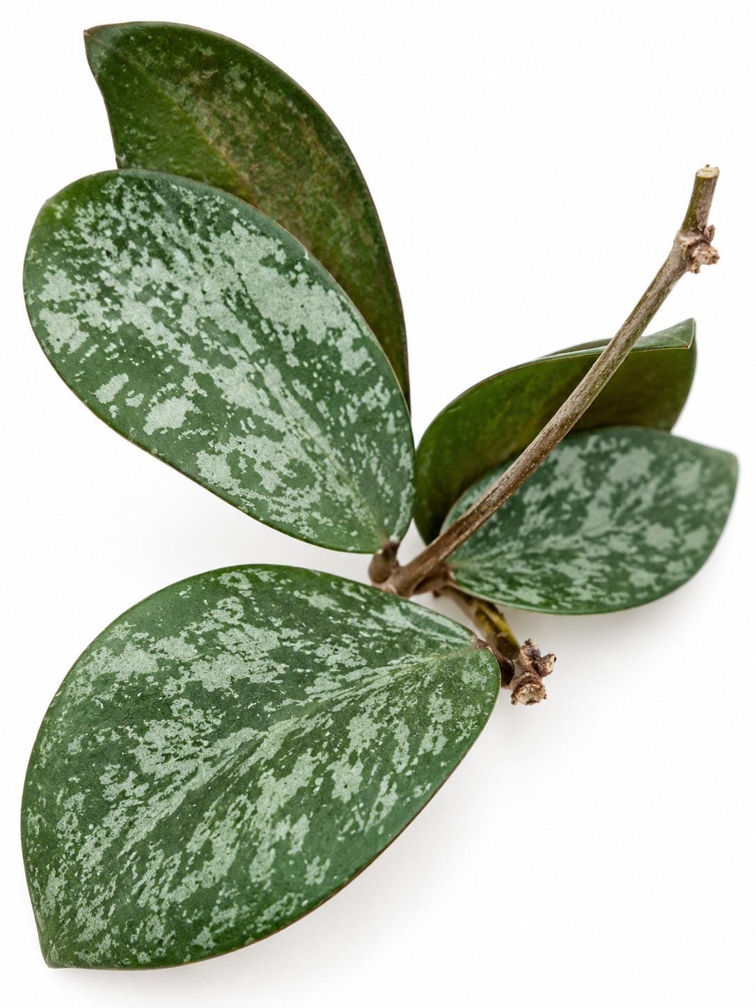 Hoya Sigillatis Round Leaf cutting photo 2