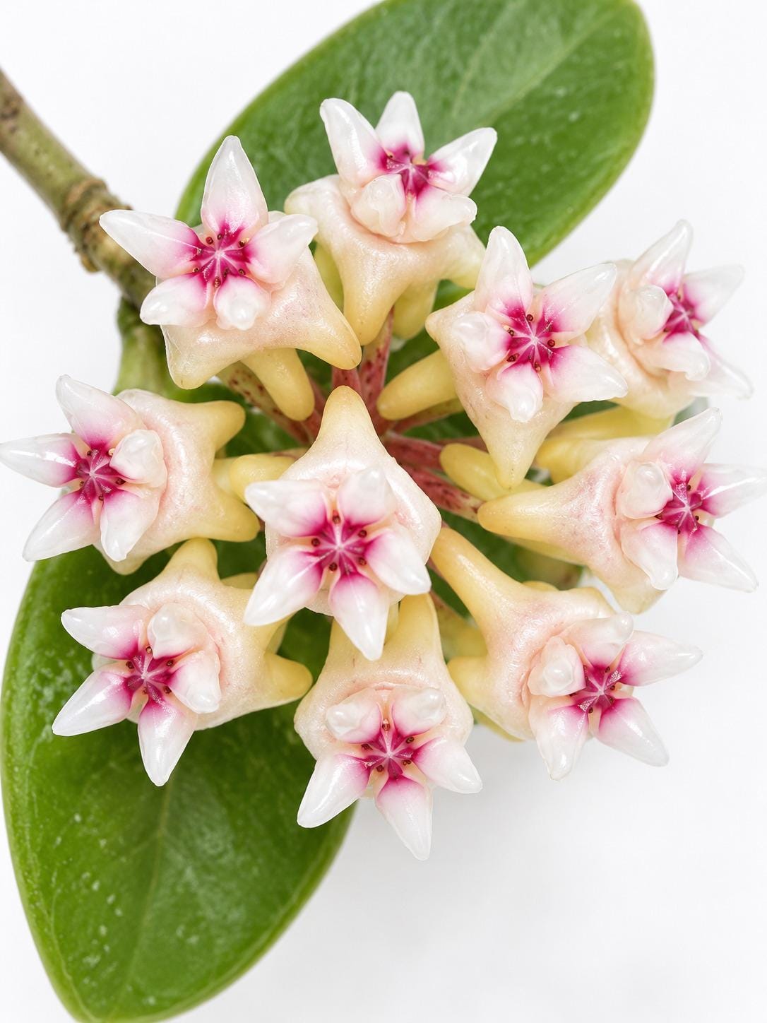 Hoya Mitrata cutting photo 2