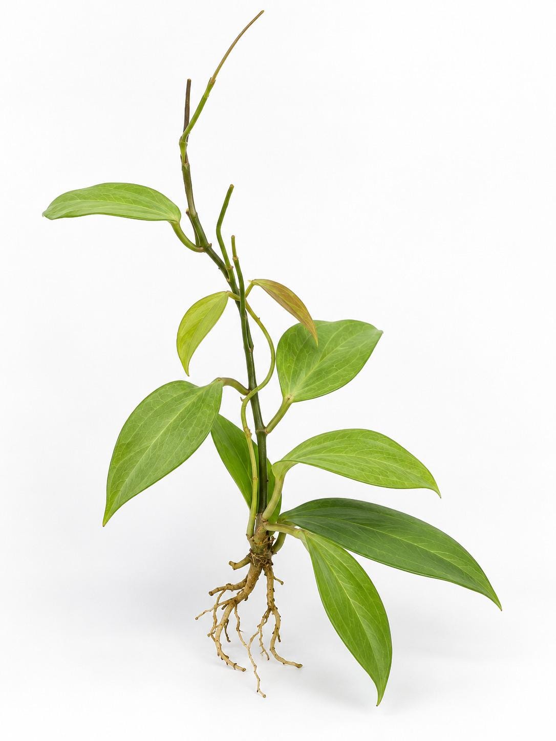 Hoya Cominsii cutting