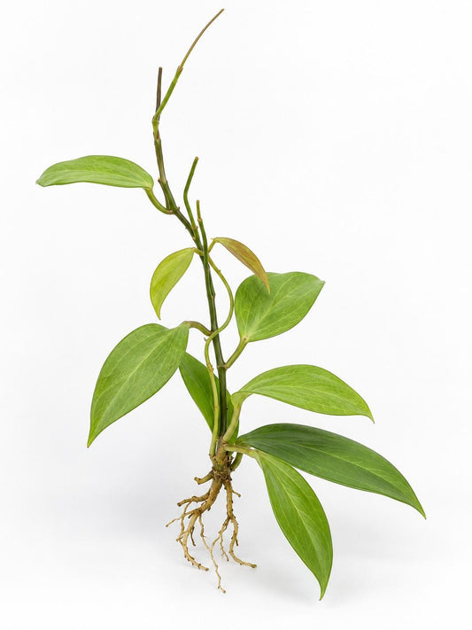 Hoya Cominsii cutting