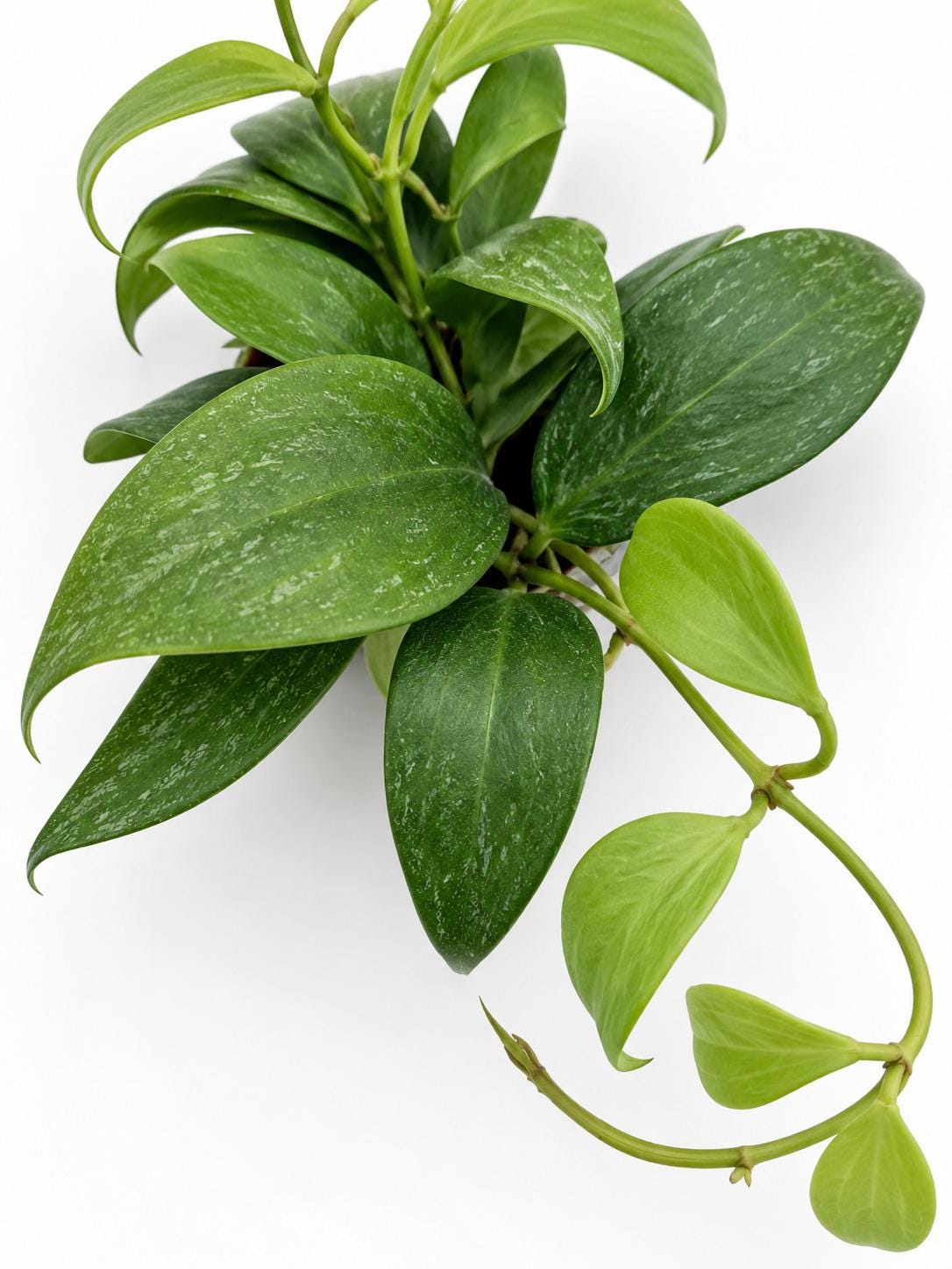 Hoya Merrillii cutting photo 2