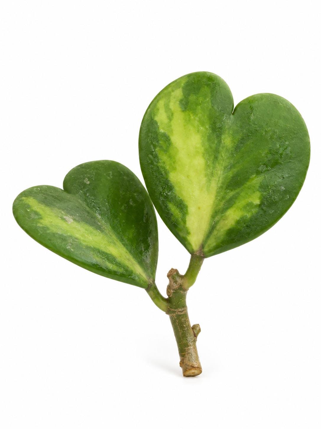 Hoya Kerrii Mediopicta Reverse Variegated cutting