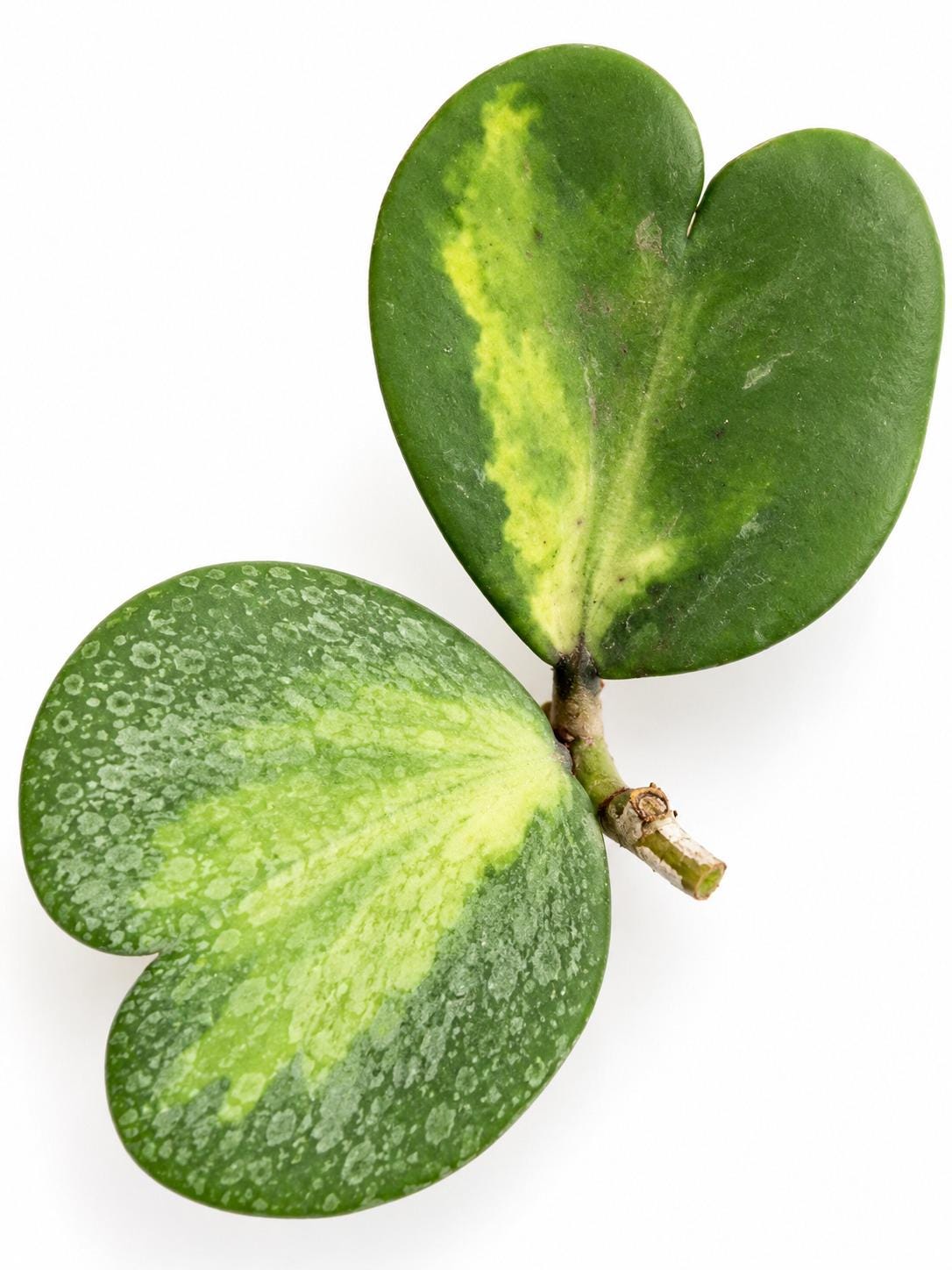 Hoya Kerrii Mediopicta Reverse Variegated cutting photo 2