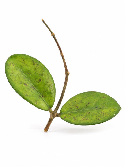 Hoya Perfection cutting