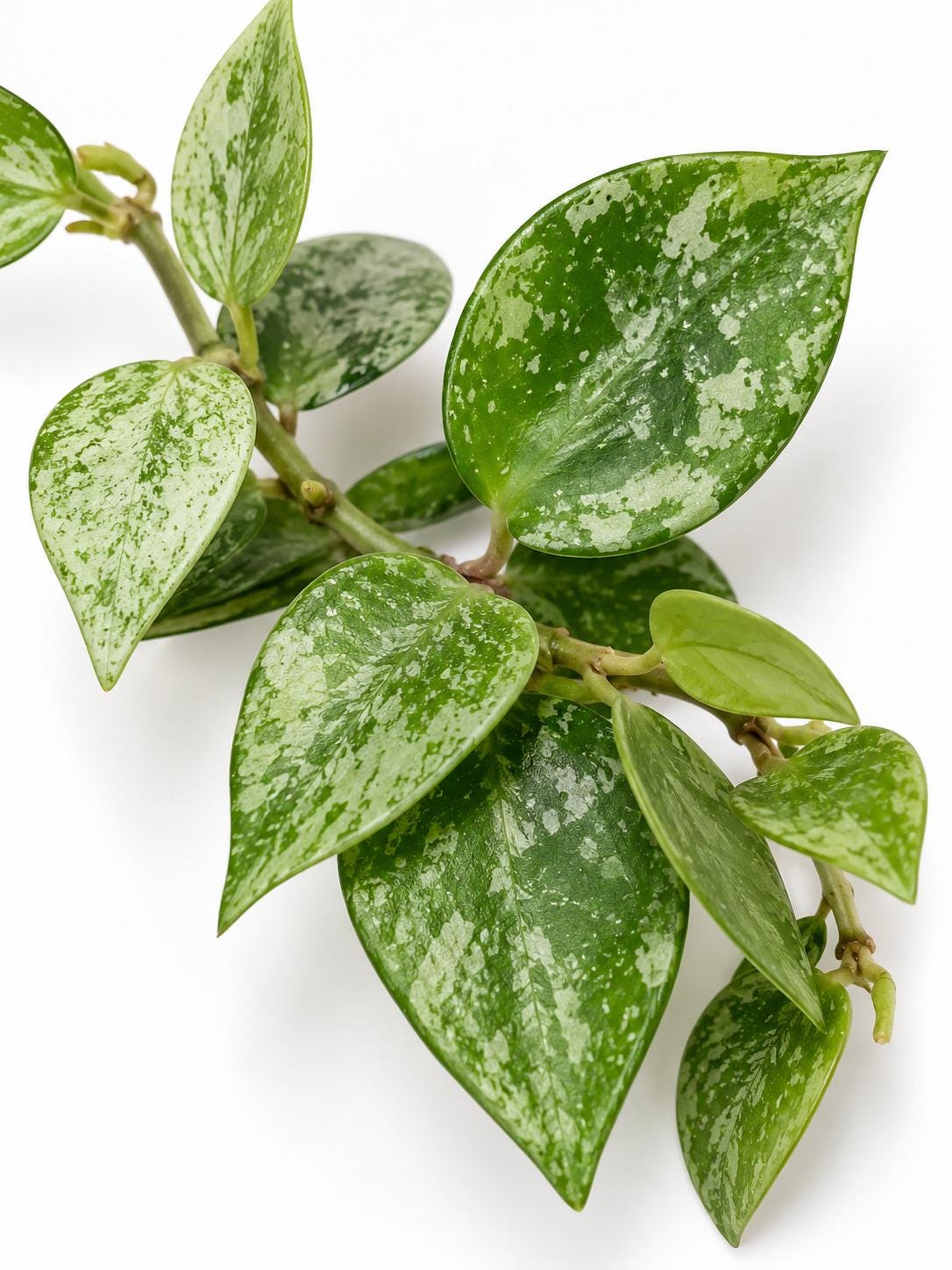 Hoya Krohniana Splash Cutting – rare plant for sale
