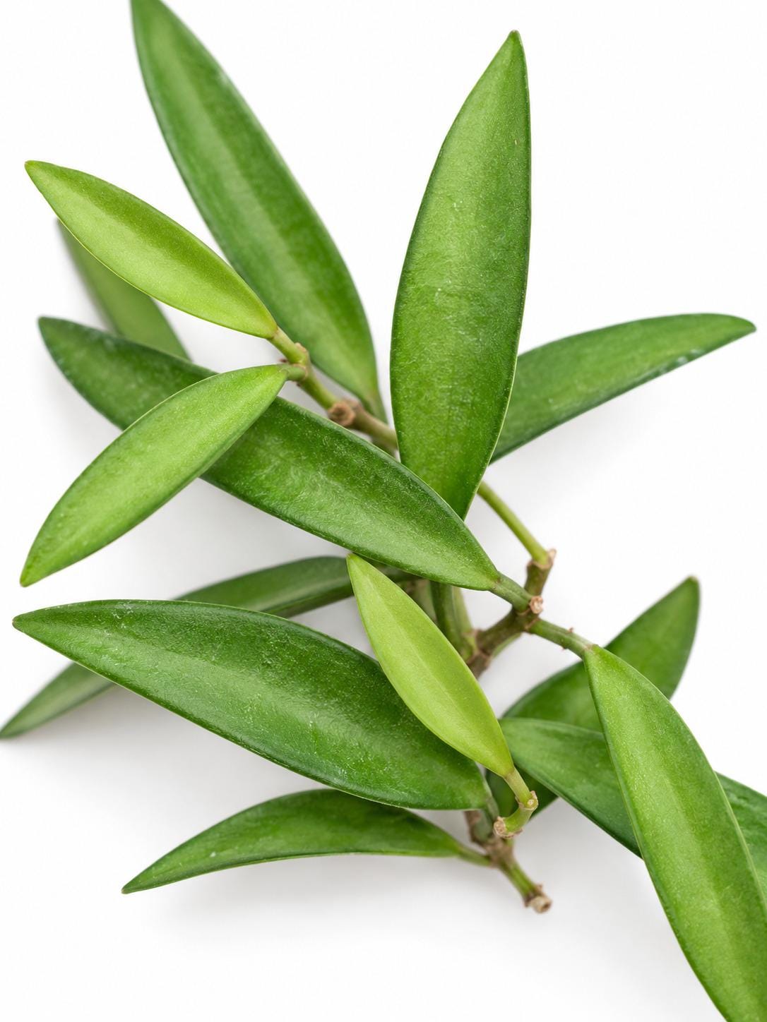 Hoya Wayetii Cutting – rare plant for sale