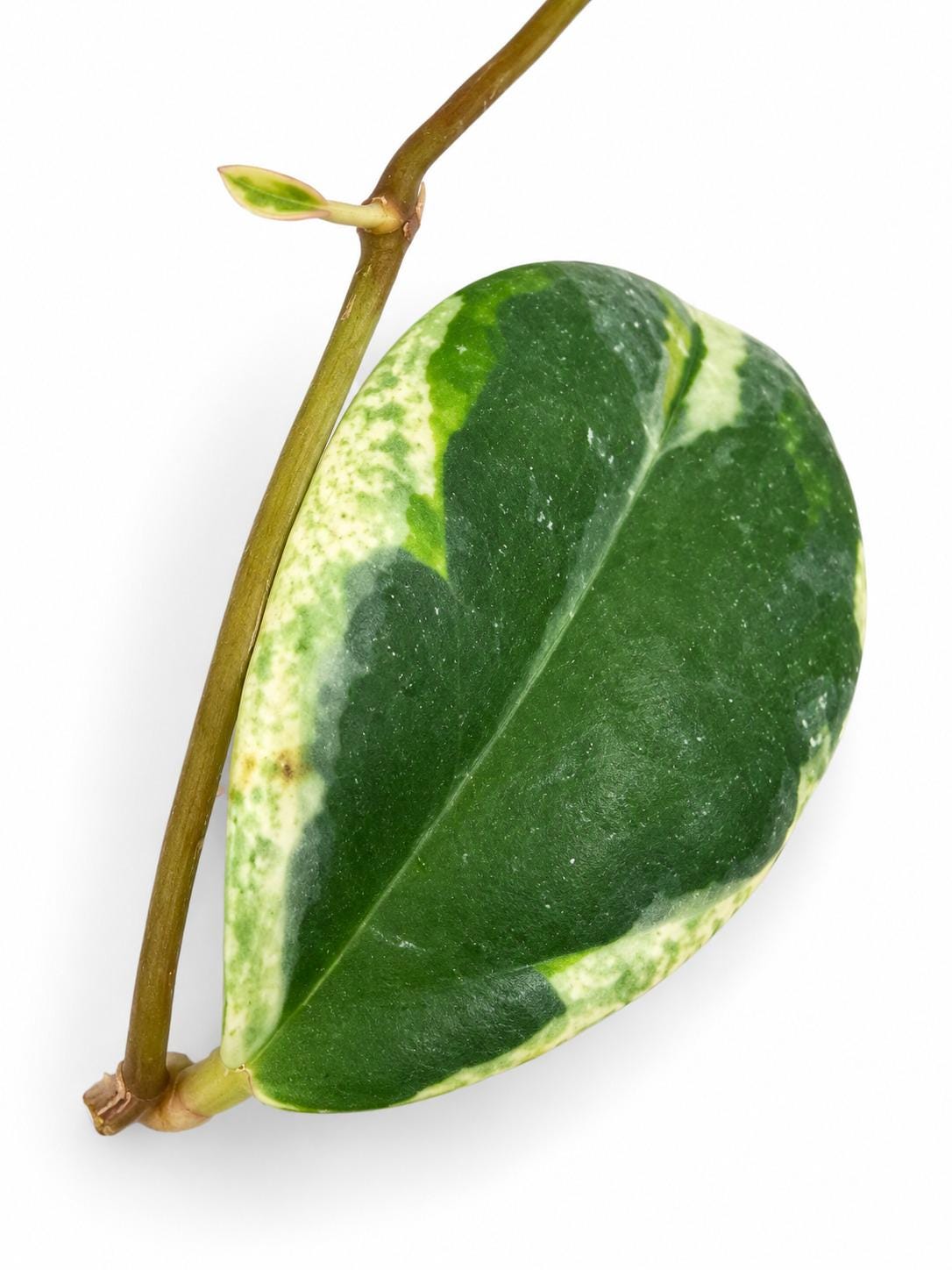 Hoya Incrassata Eclipse cutting photo 2