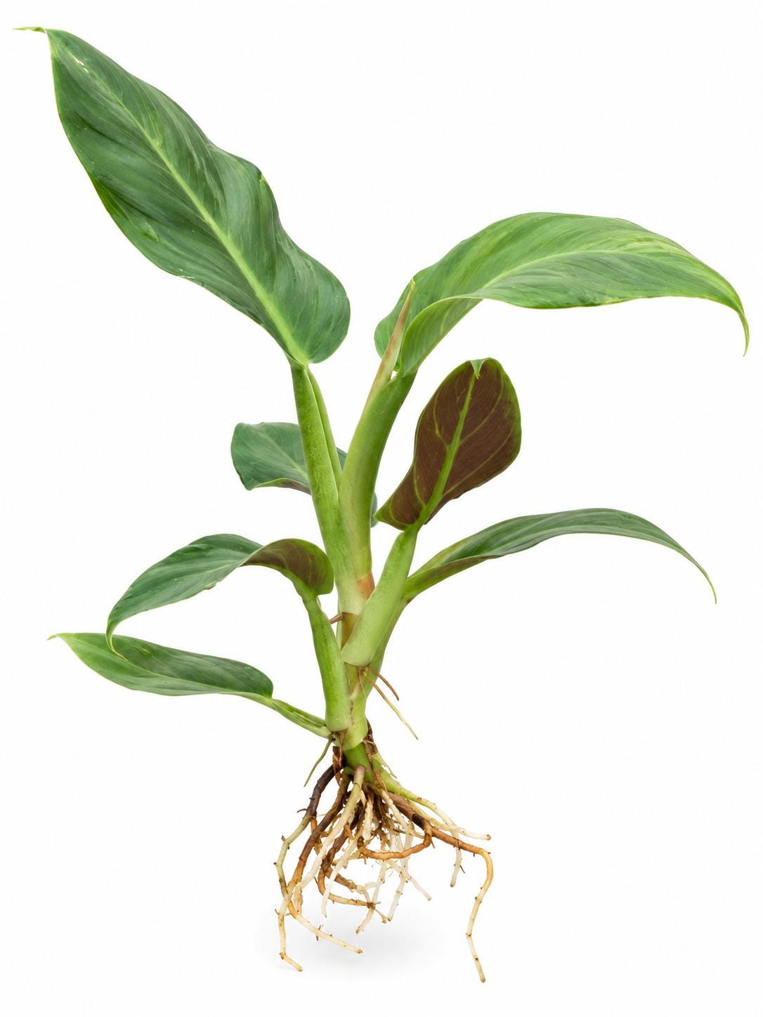 Philodendron Subhastatum cutting