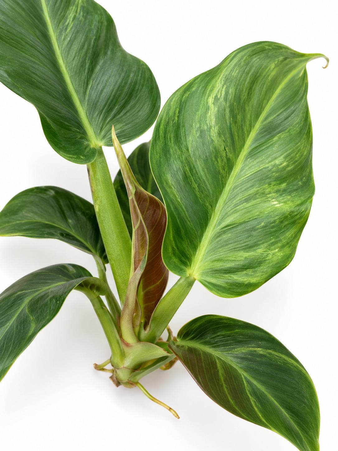 Philodendron Subhastatum cutting photo 2