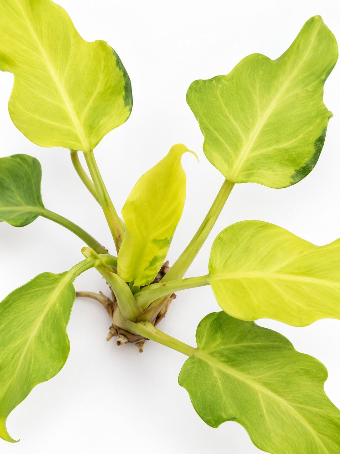 Philodendron Xanadu Aurea cutting photo 2