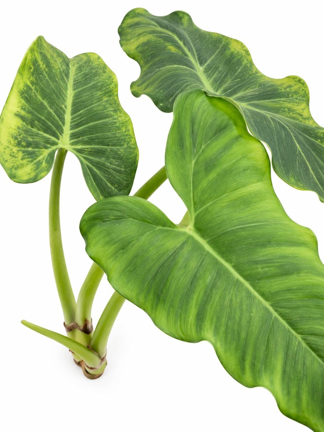 Philodendron Deflexum cutting photo 2